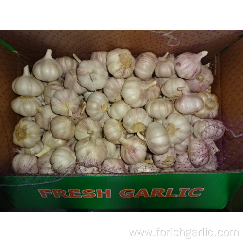 Normal White Garlic Exporter